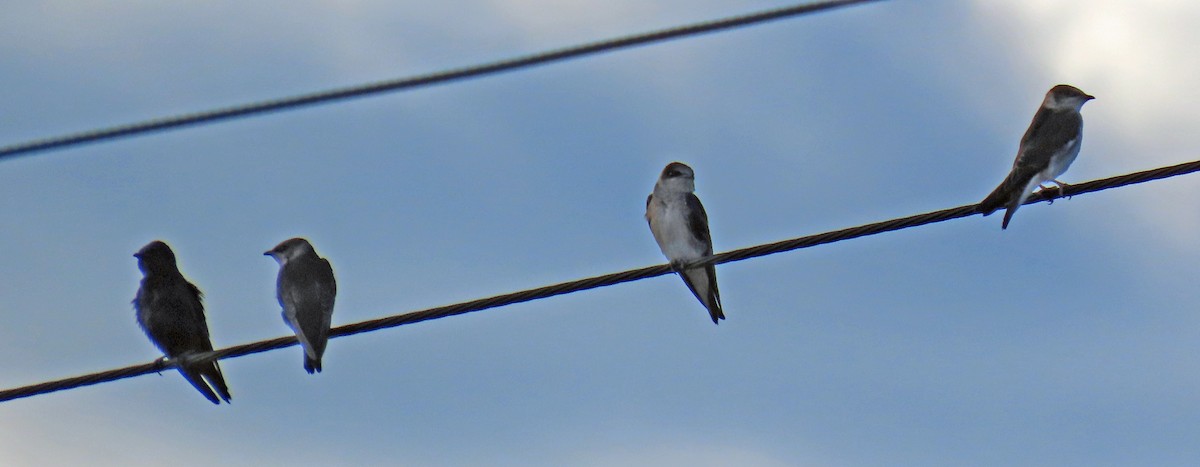 Purple Martin - ML623752473