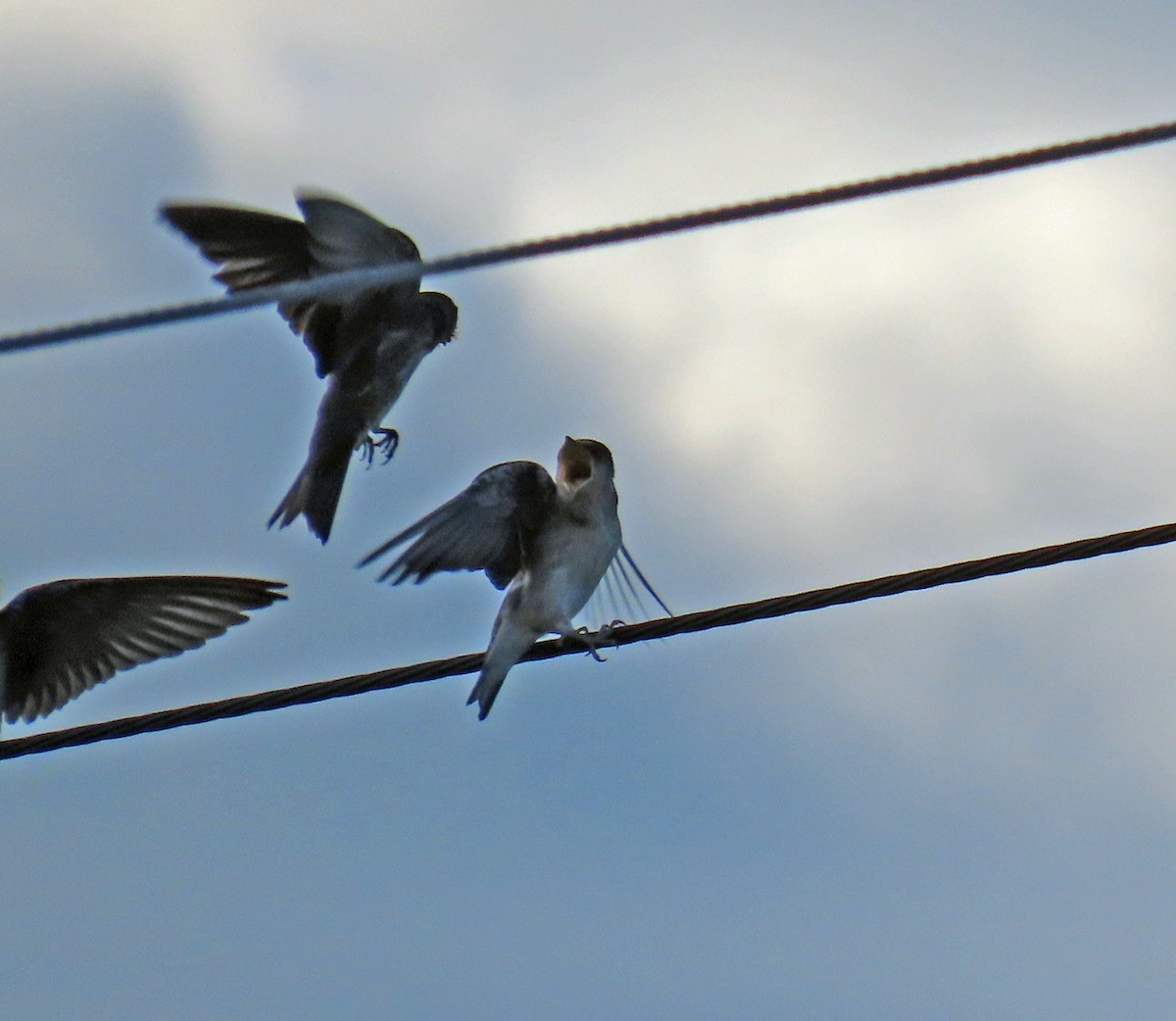 Purple Martin - ML623752474