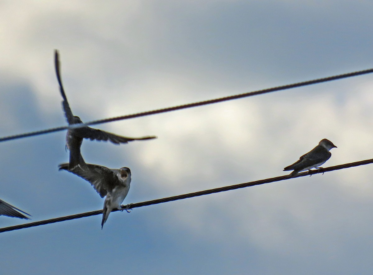 Purple Martin - ML623752475