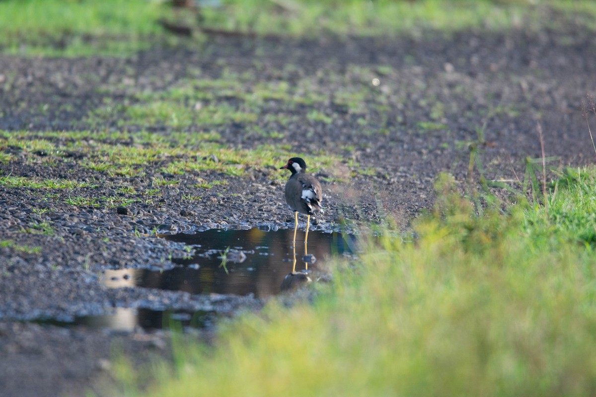 Red-wattled Lapwing - ML623752477