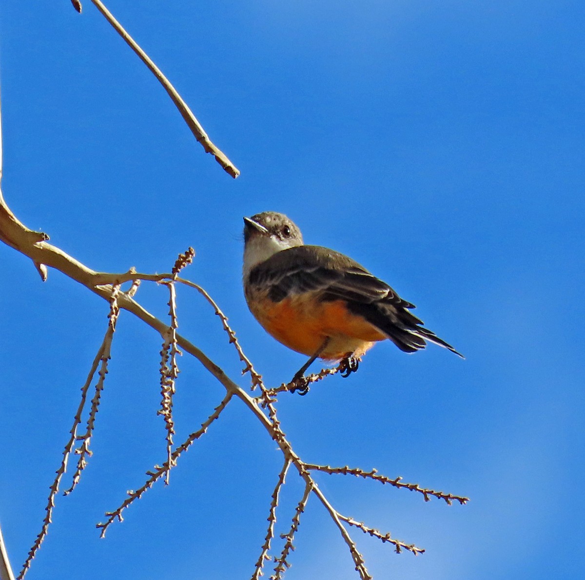 Vermilion Flycatcher - ML623752487