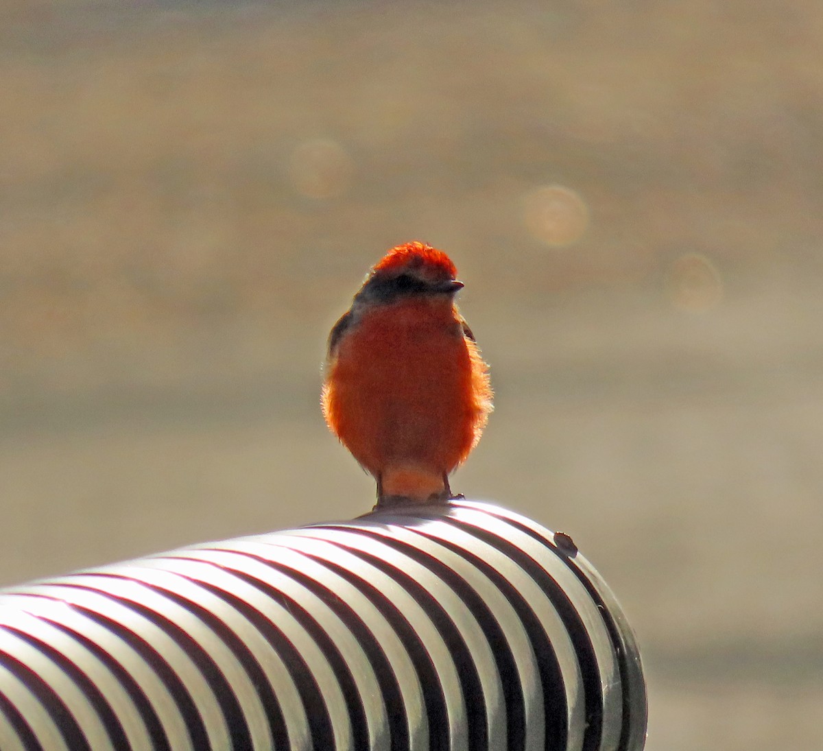 Vermilion Flycatcher - ML623752488