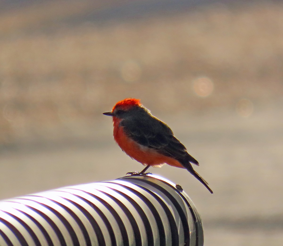 Vermilion Flycatcher - ML623752489