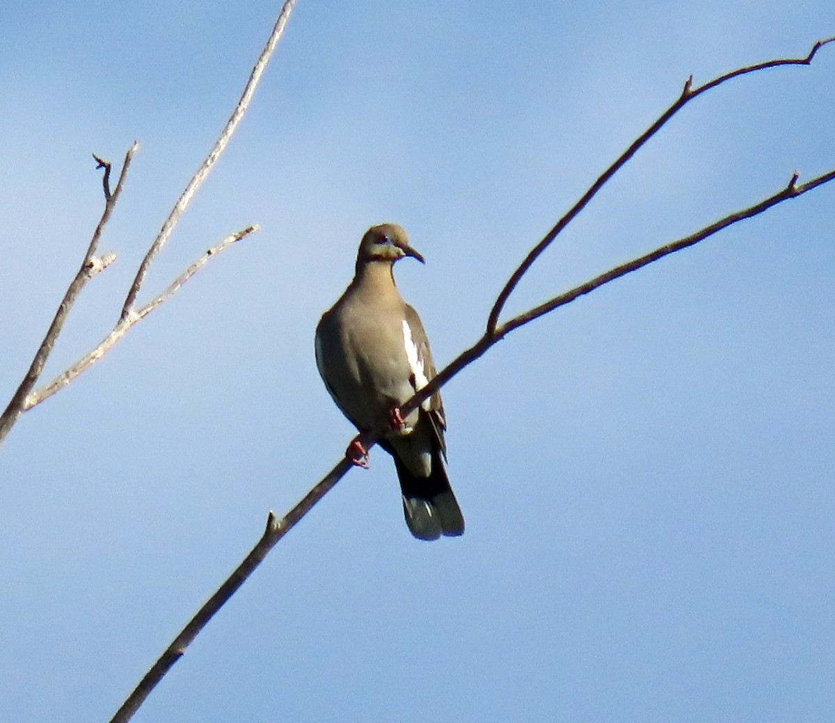 White-winged Dove - ML623752514