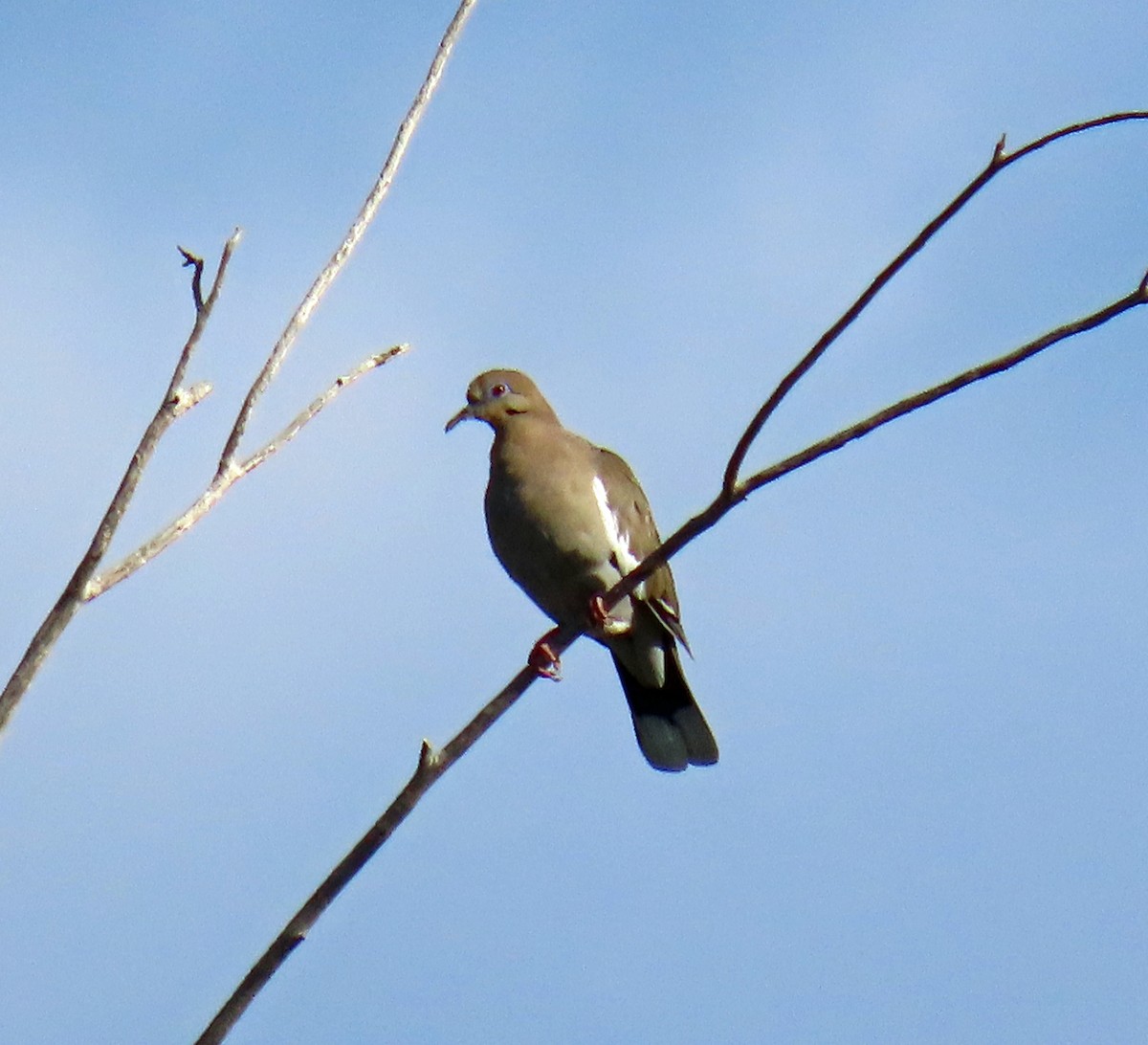 White-winged Dove - ML623752515