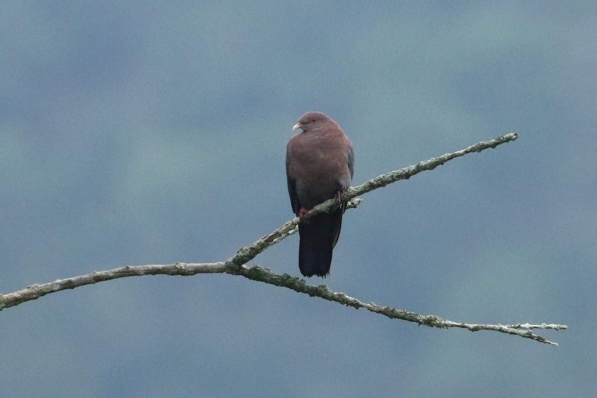 Red-billed Pigeon - ML623752532