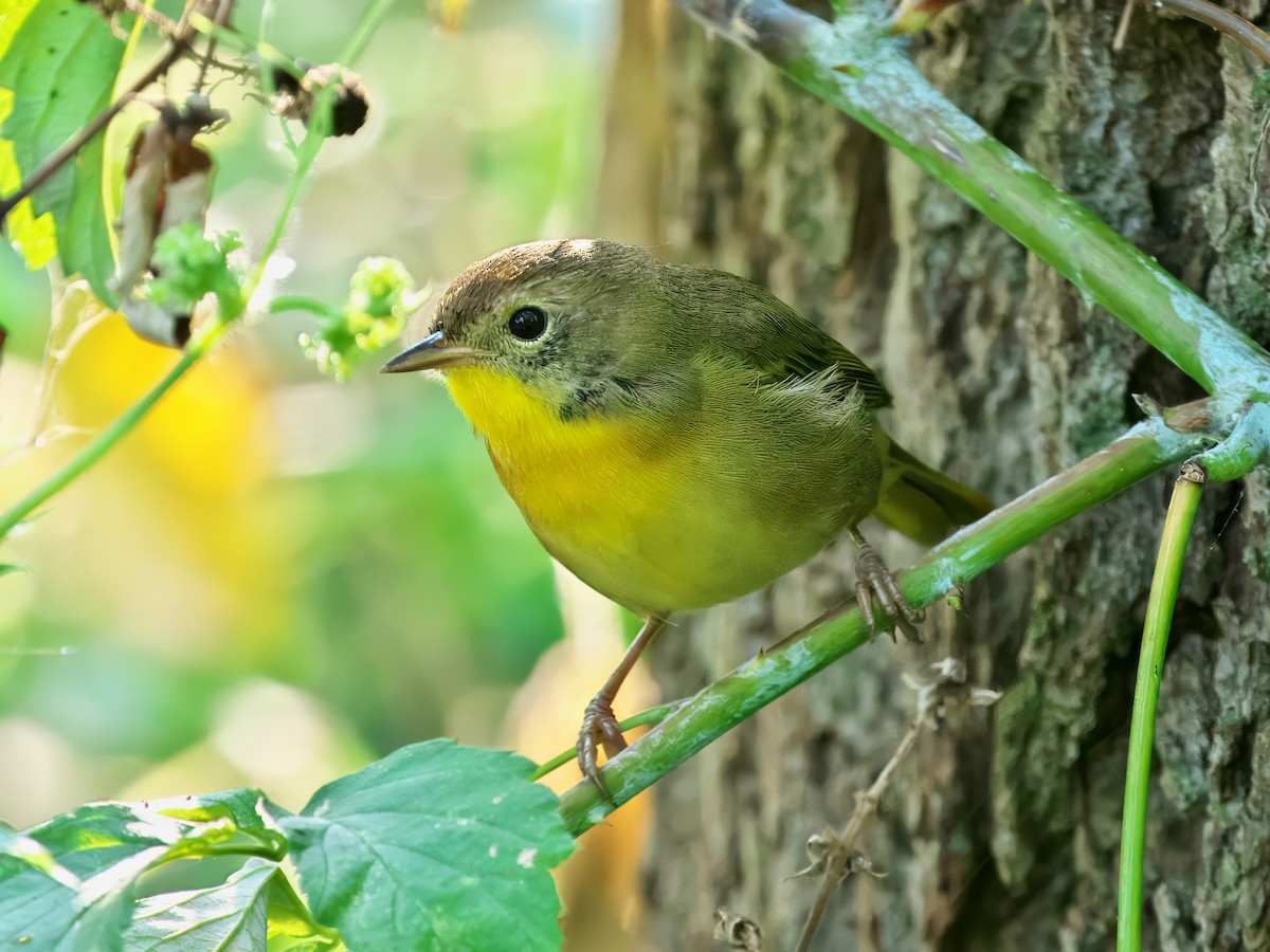 Common Yellowthroat - ML623752555