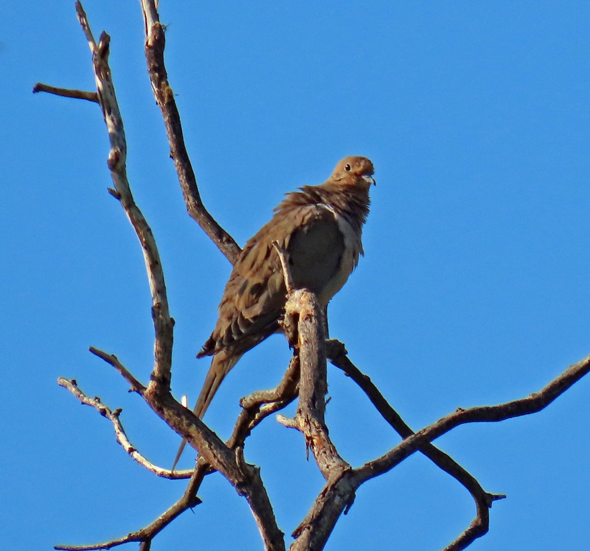 Mourning Dove - ML623752578