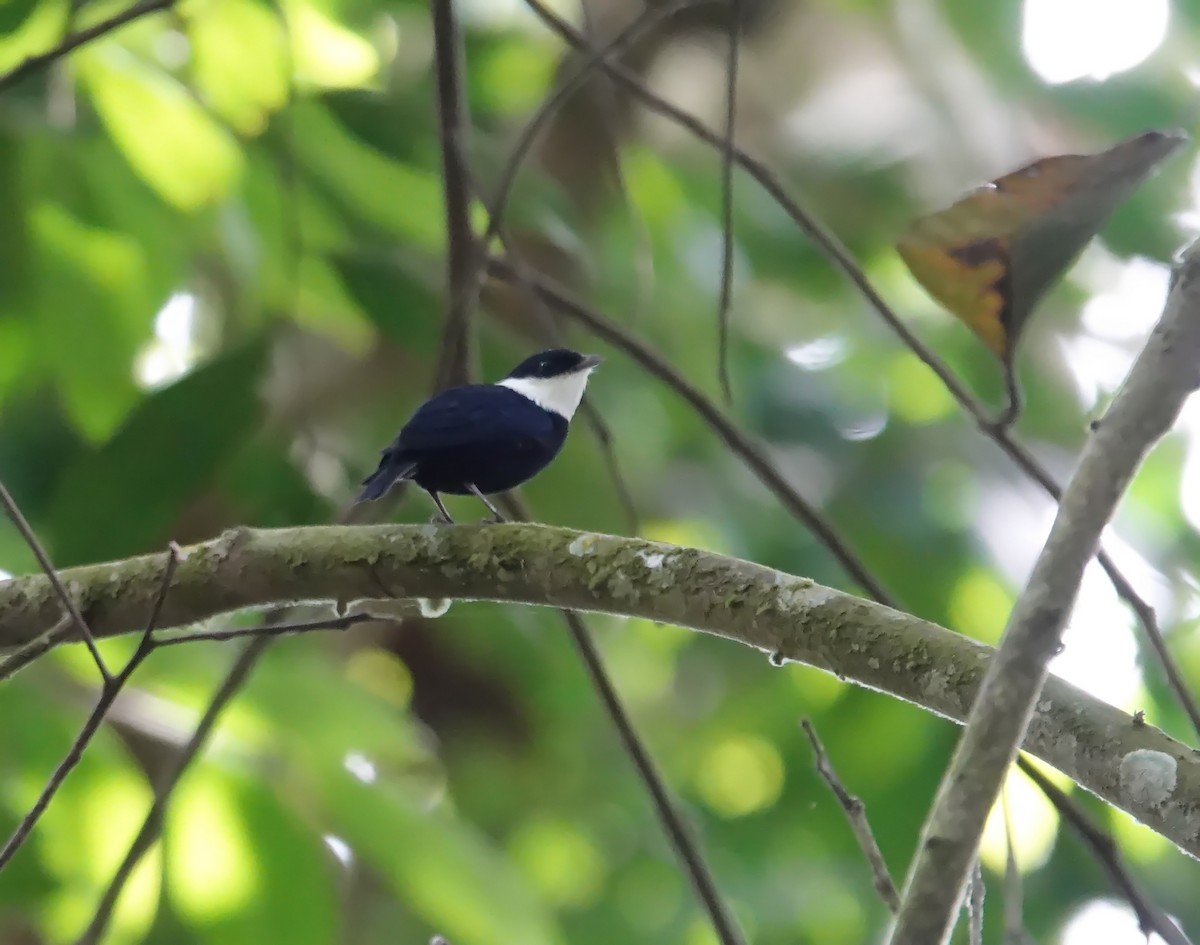 White-bibbed Manakin - ML623752582