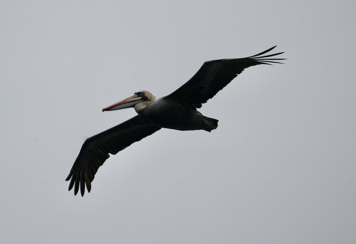 Peruvian Pelican - ML623752588