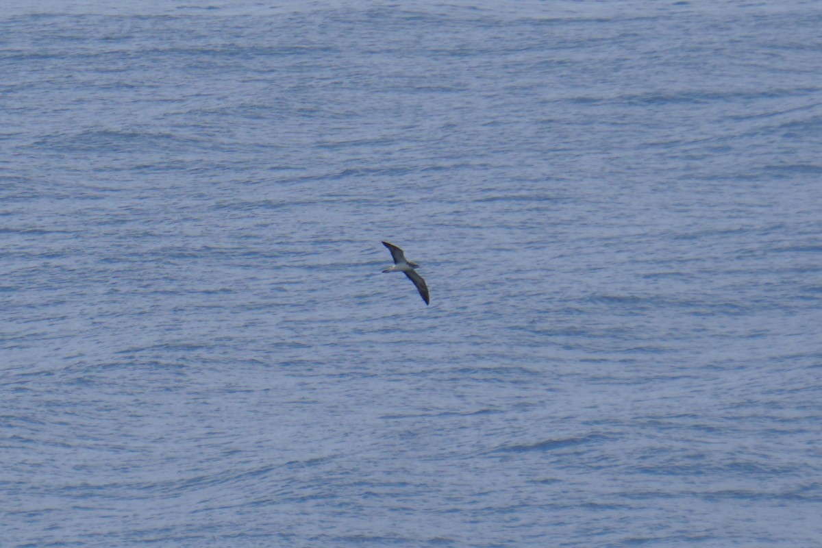 Streaked Shearwater - ML623752607