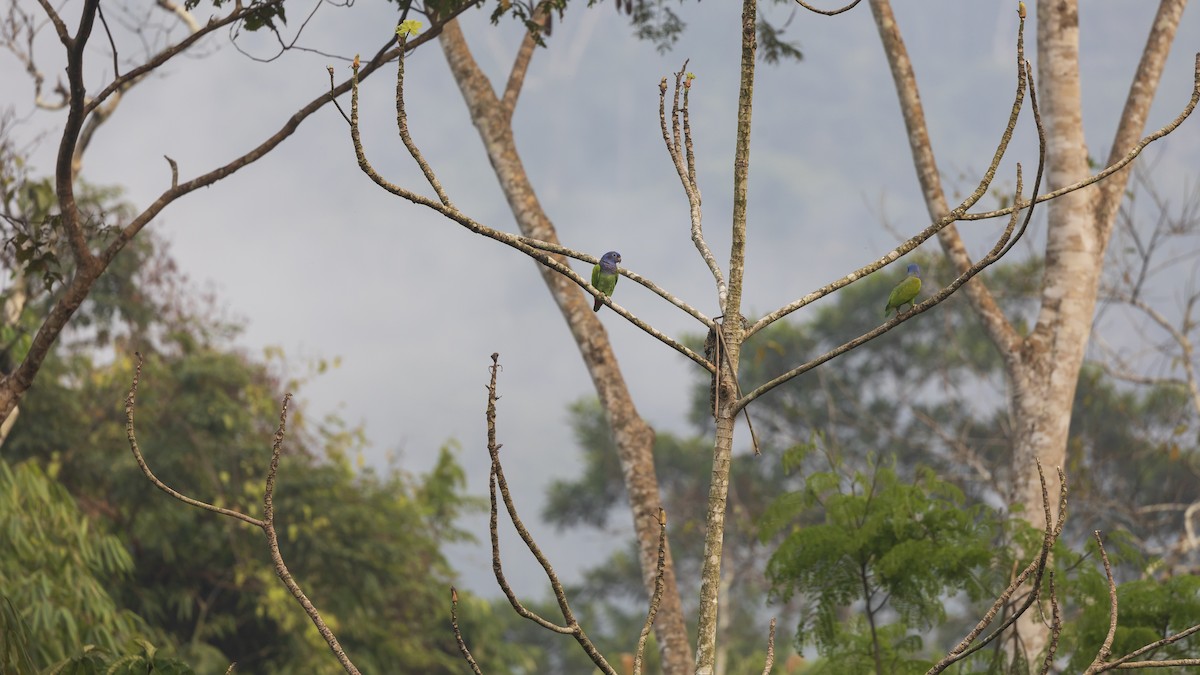 Loro Cabeciazul - ML623752609