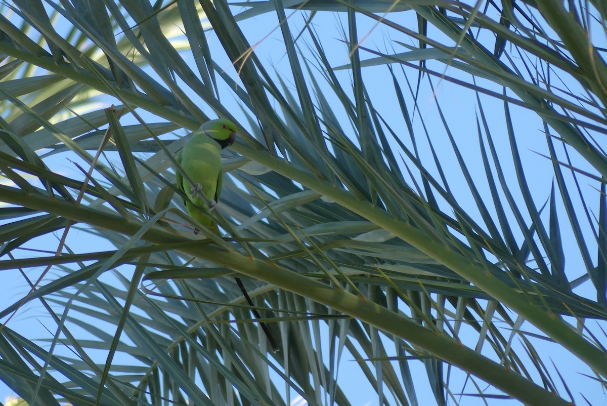 Rose-ringed Parakeet - ML623752648