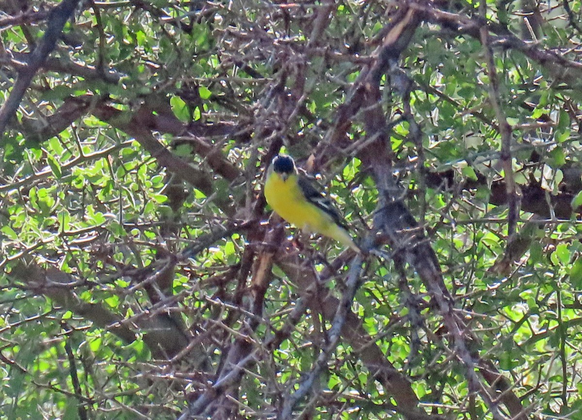 Lesser Goldfinch - ML623752664