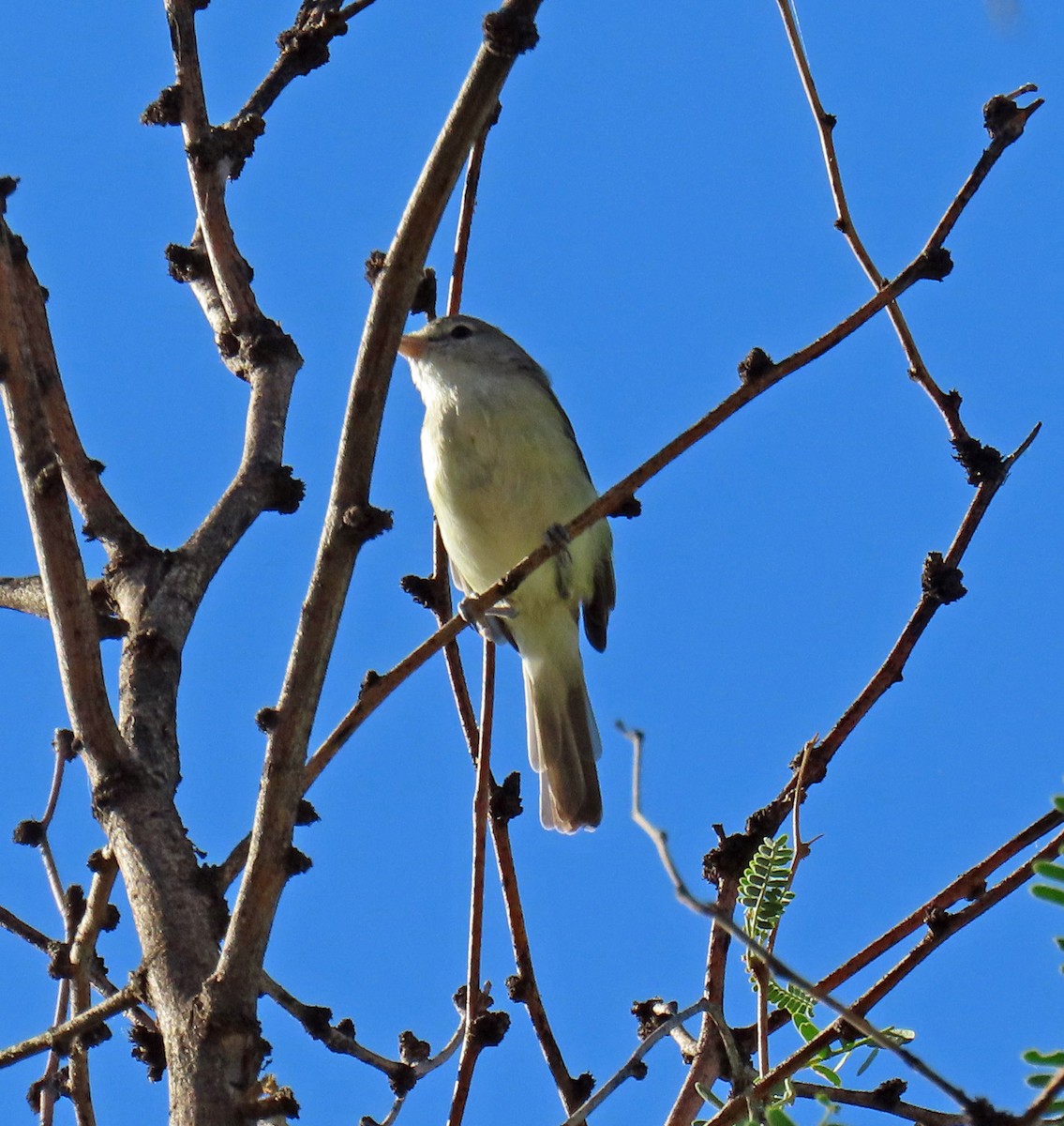 Bell's Vireo - ML623752671