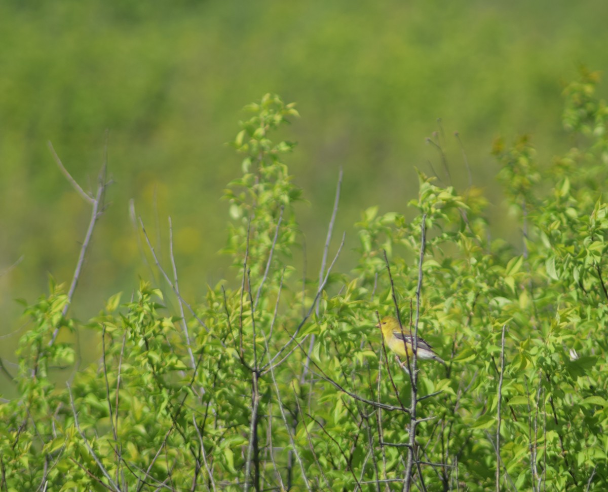 American Goldfinch - ML623752687