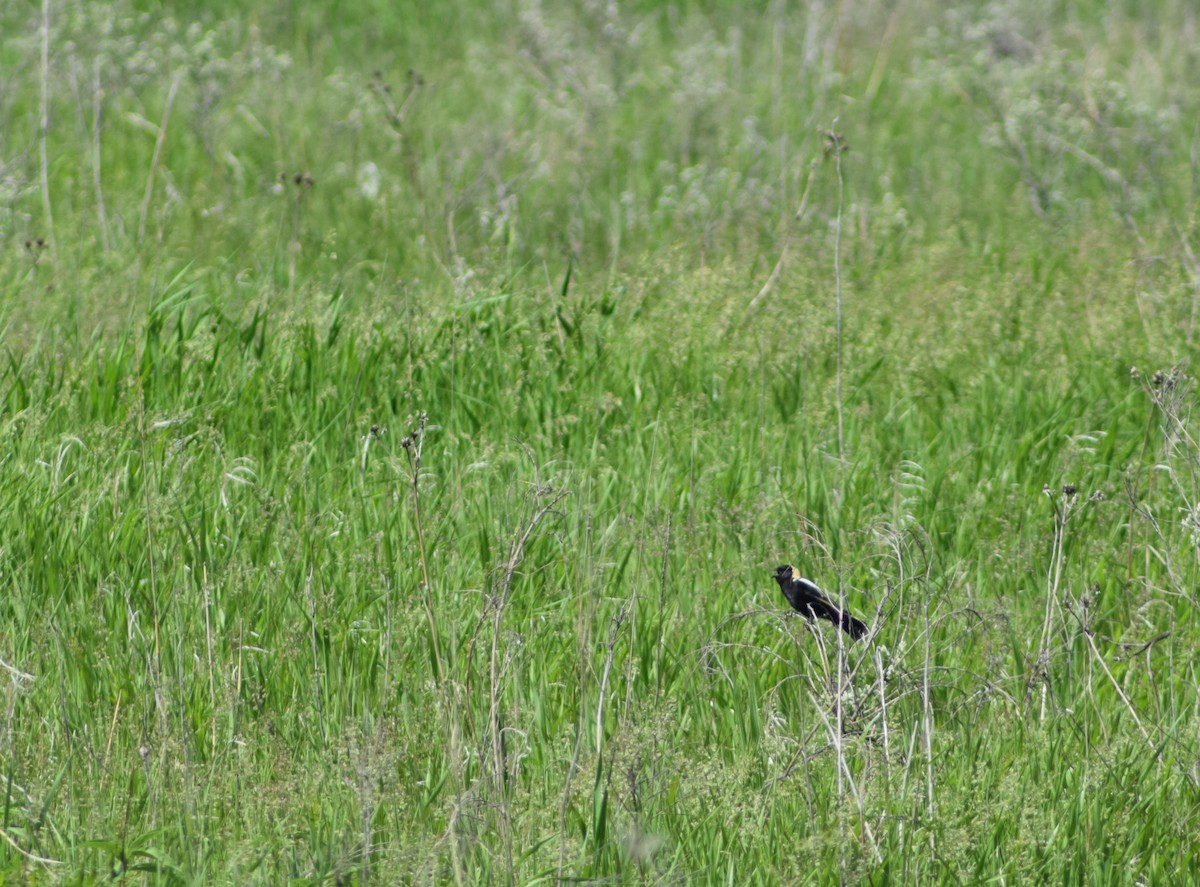 Bobolink - ML623752696