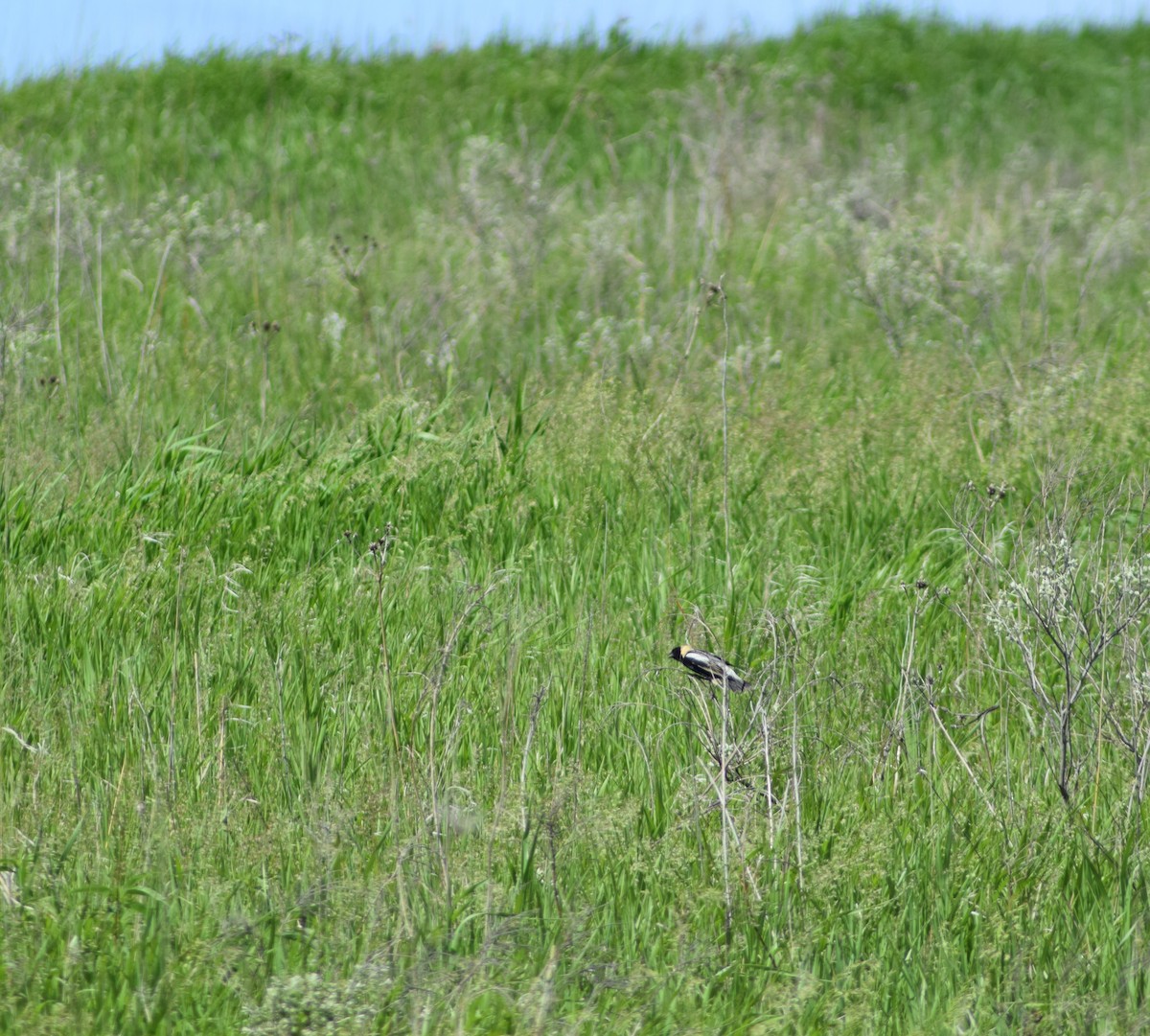 Bobolink - ML623752697