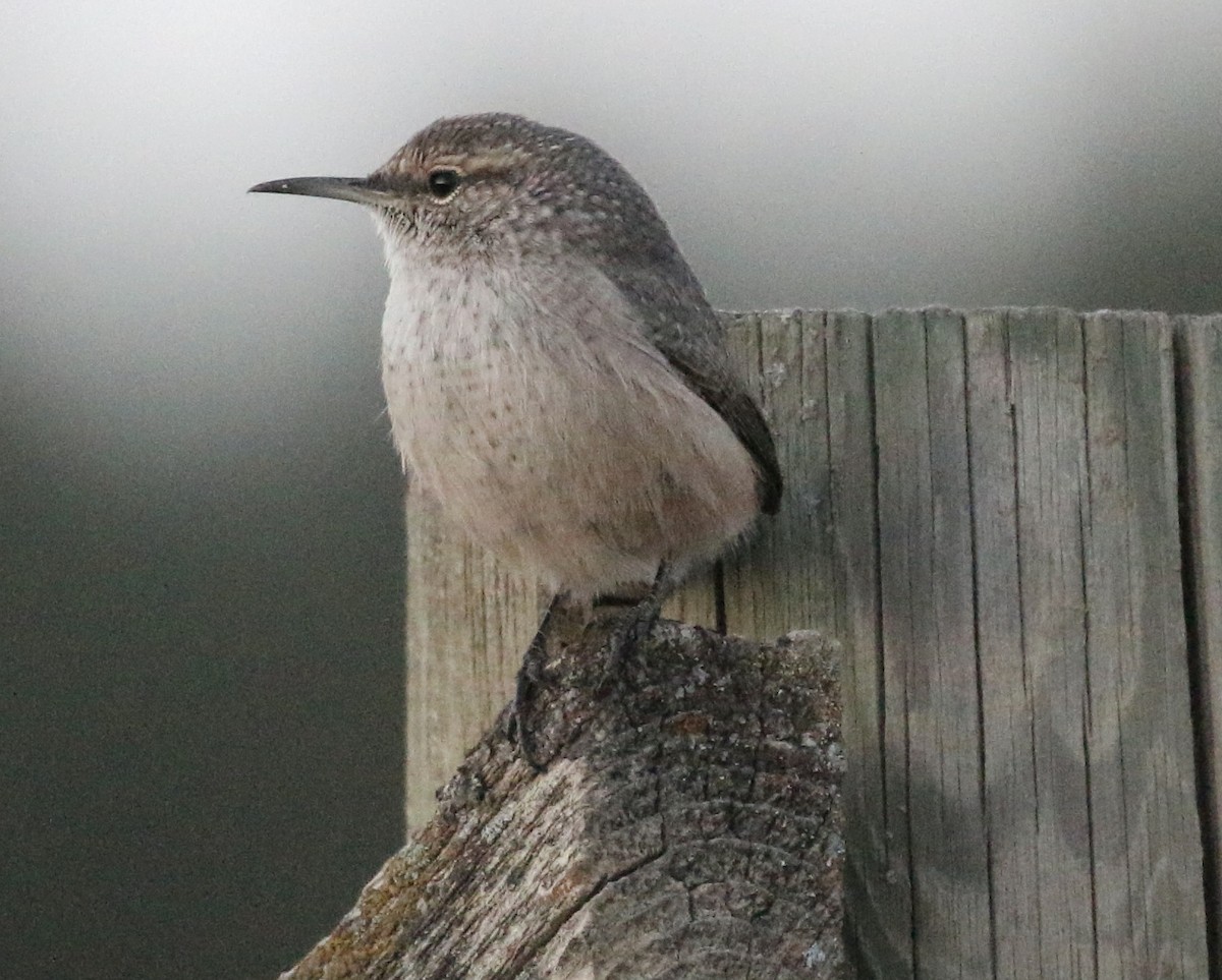 Rock Wren - ML623752701