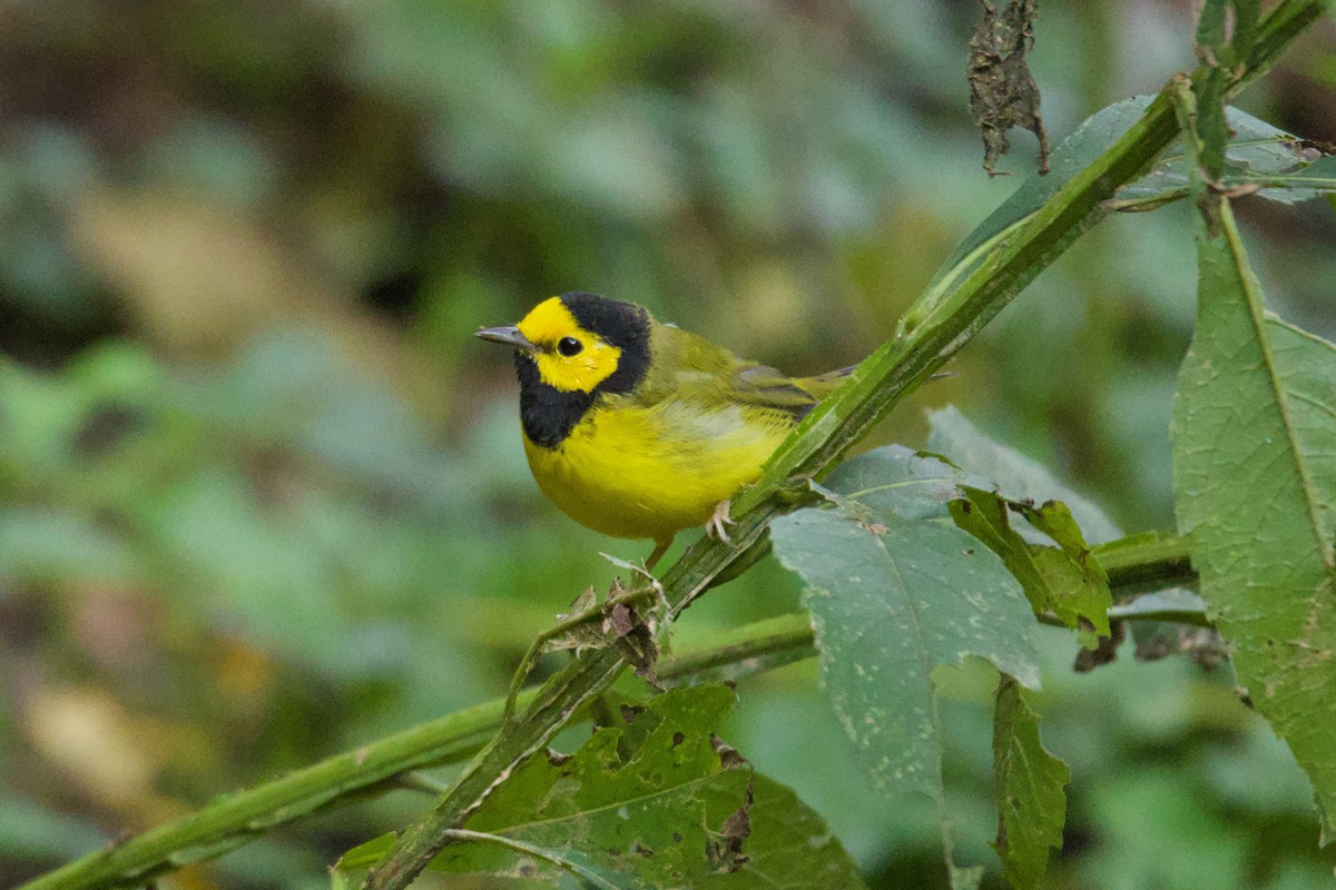 Hooded Warbler - ML623752708