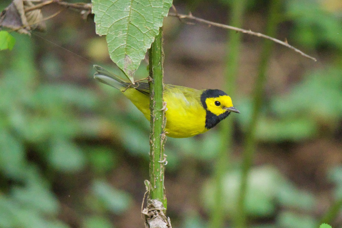 Hooded Warbler - ML623752709