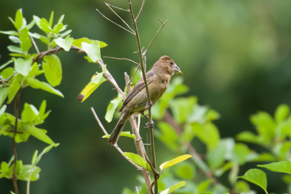 Blue Grosbeak - ML623752721