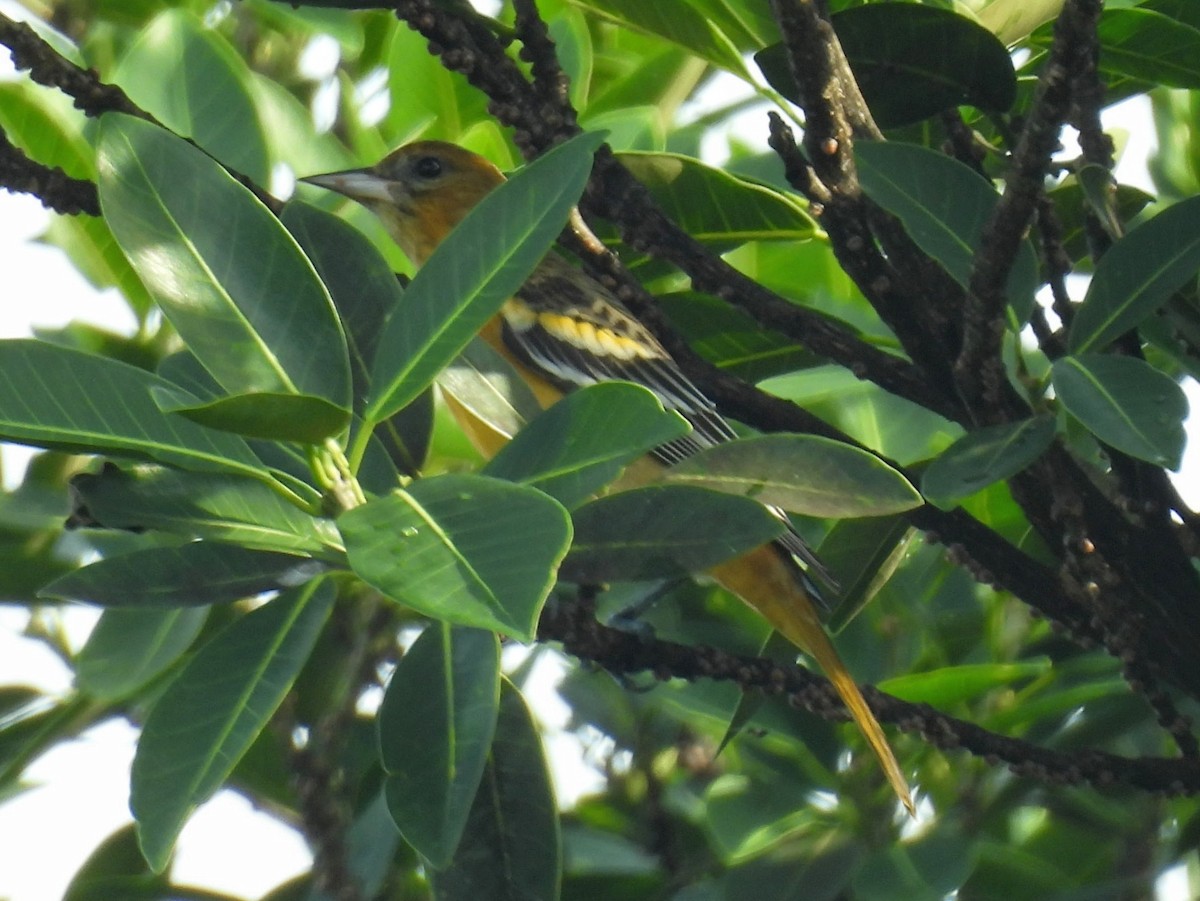 Baltimore Oriole - ML623752728
