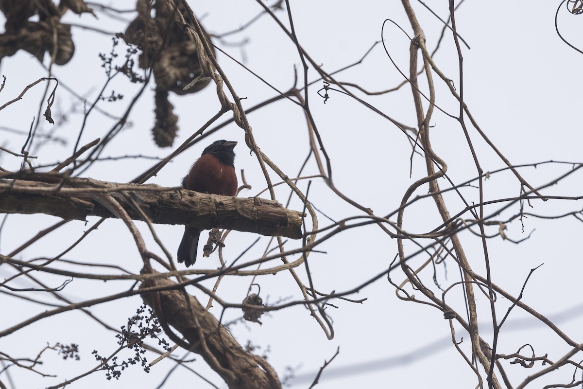 Chestnut-bellied Seed-Finch - ML623752734