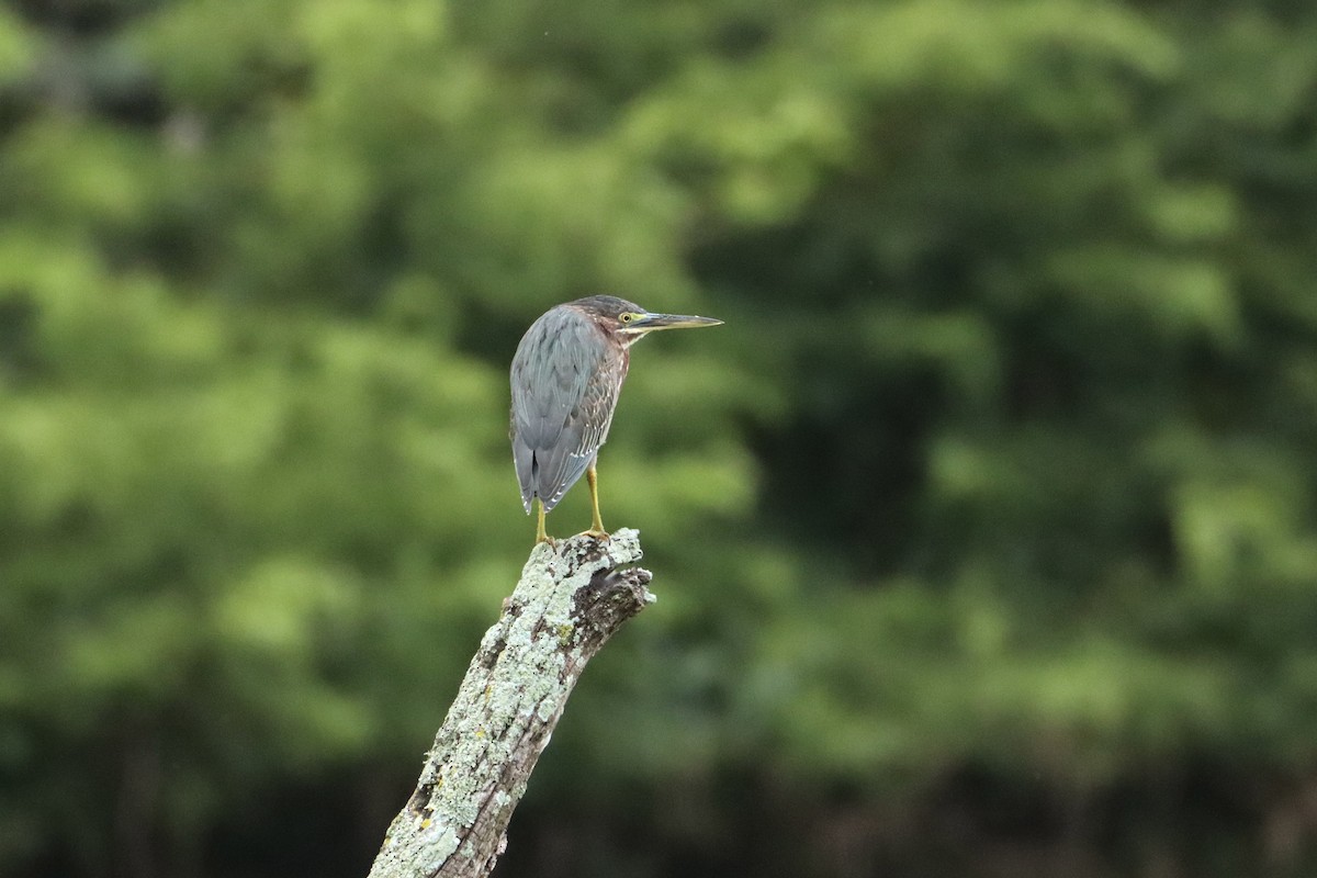 Green Heron - ML623752755