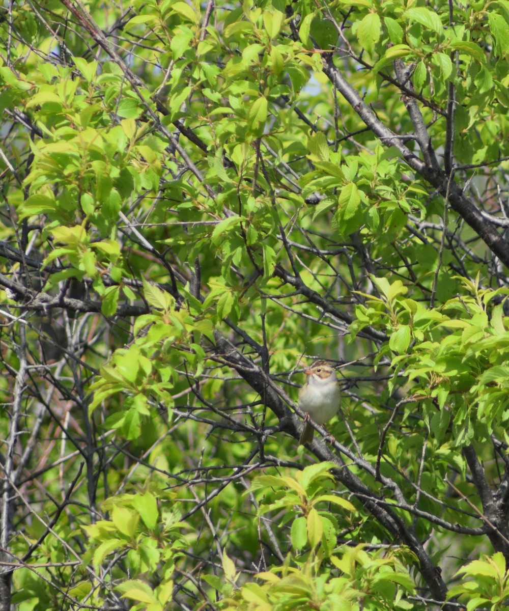 Clay-colored Sparrow - ML623752788