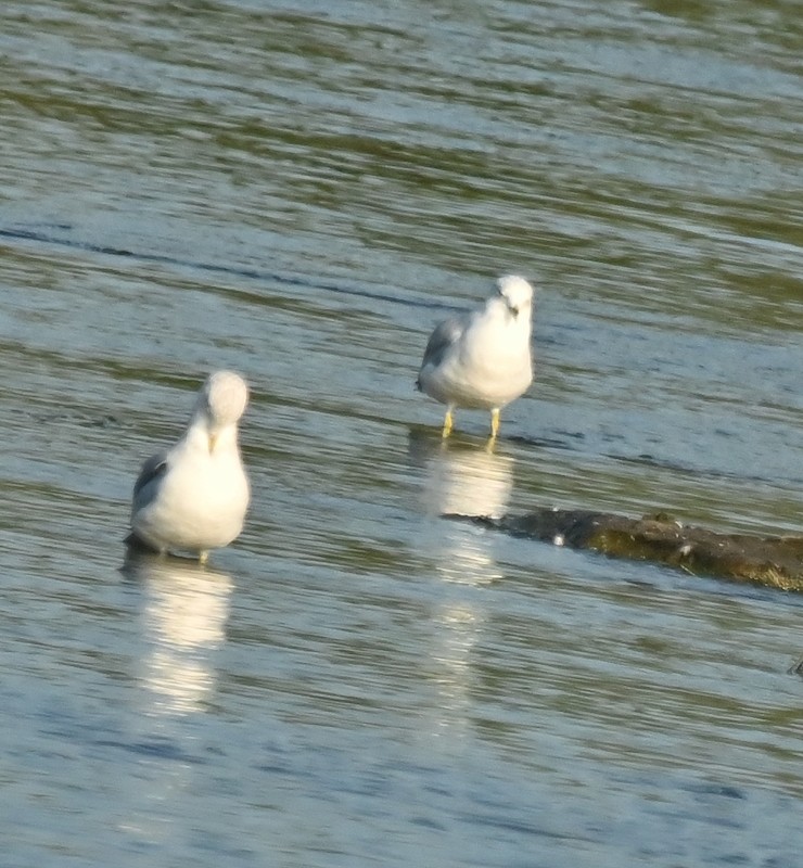 Ring-billed Gull - ML623752790