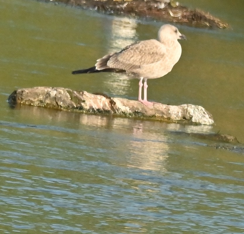 Herring Gull (American) - ML623752801