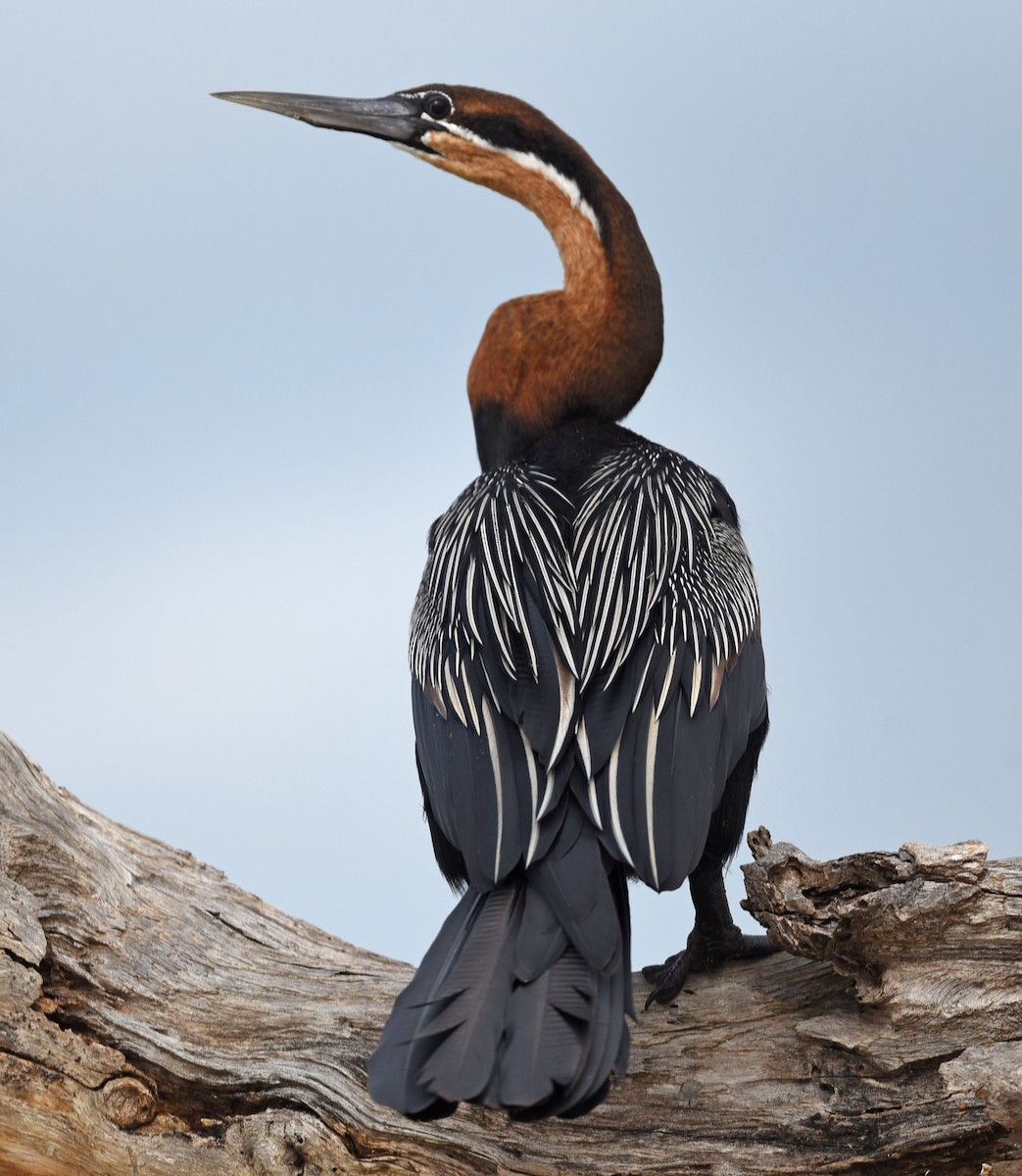 African Darter - ML623752832