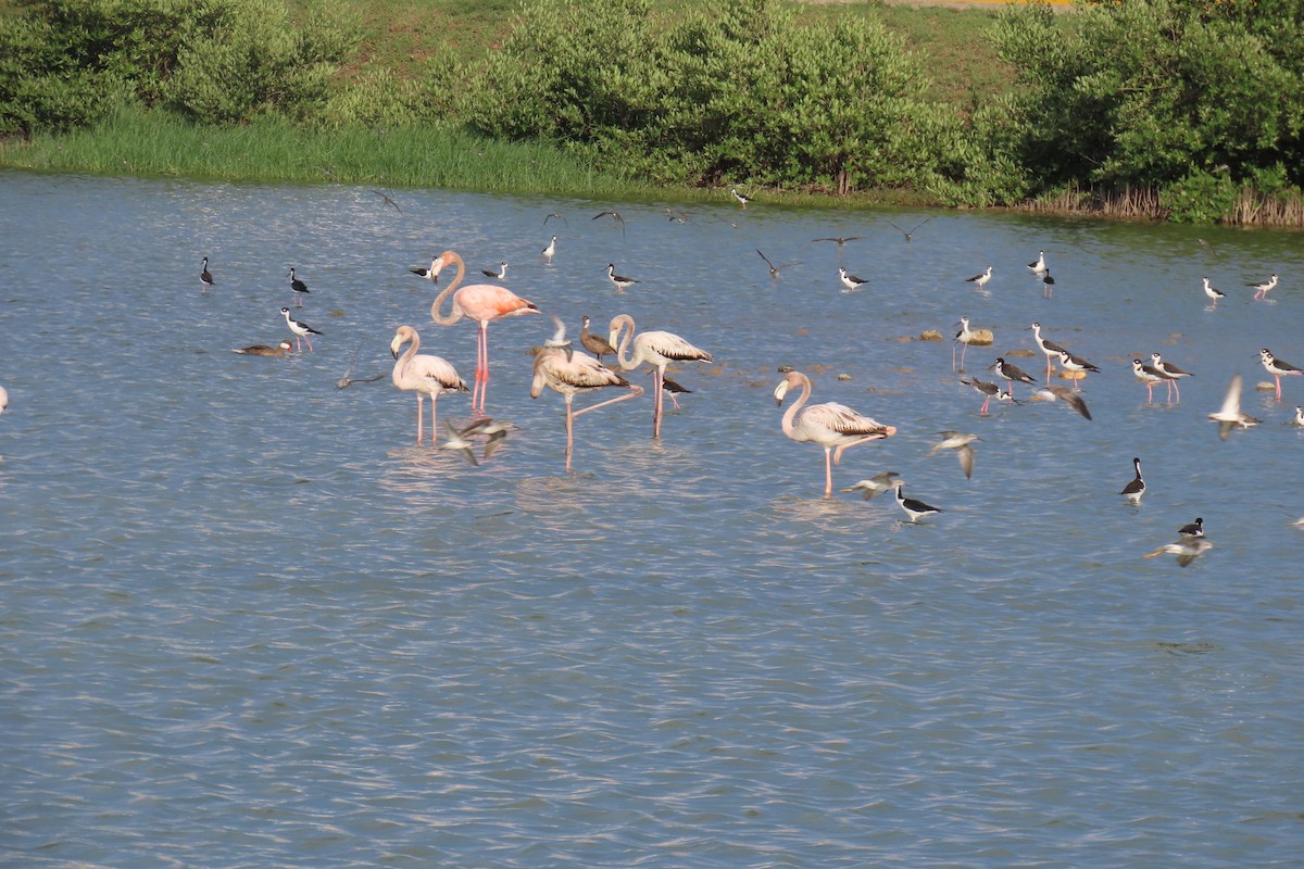 American Flamingo - ML623752835