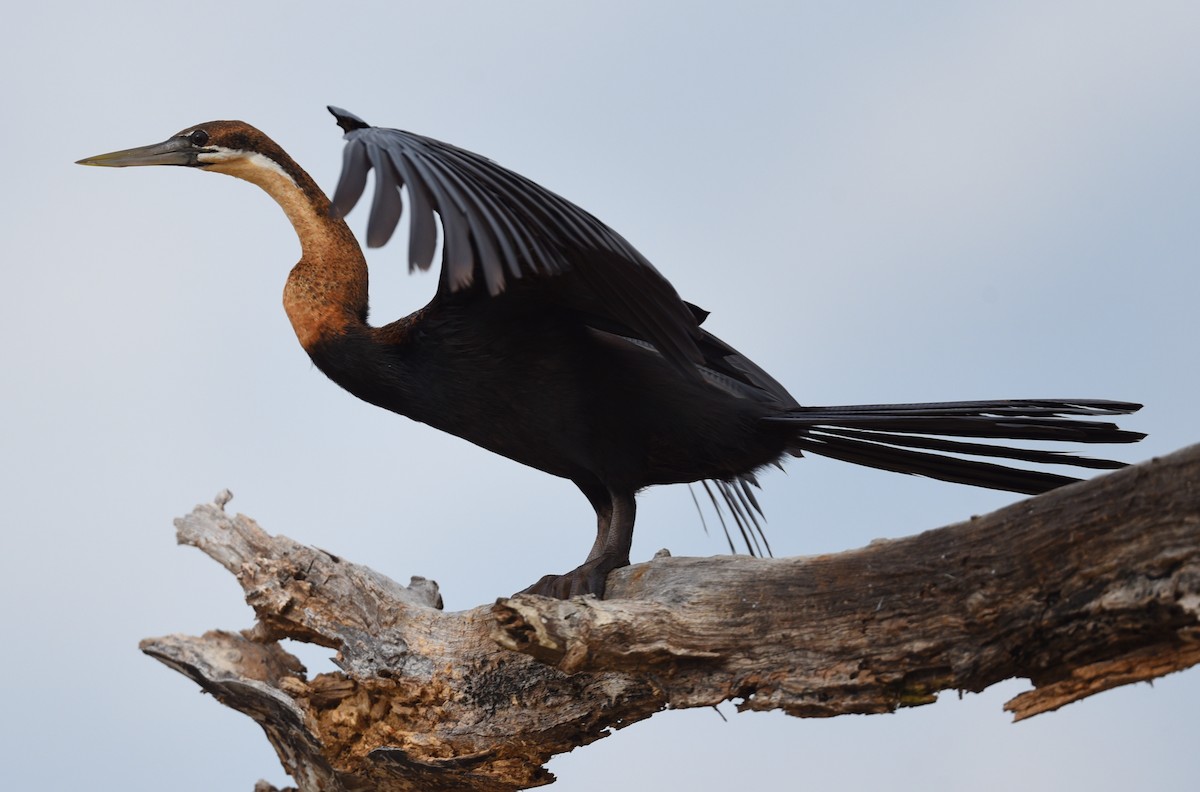 African Darter - ML623752840