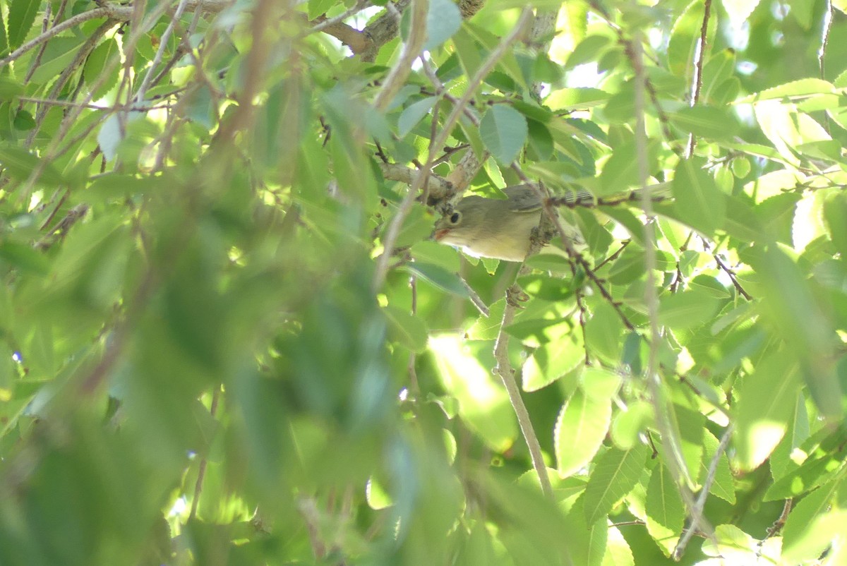 Virginia's Warbler - ML623752882