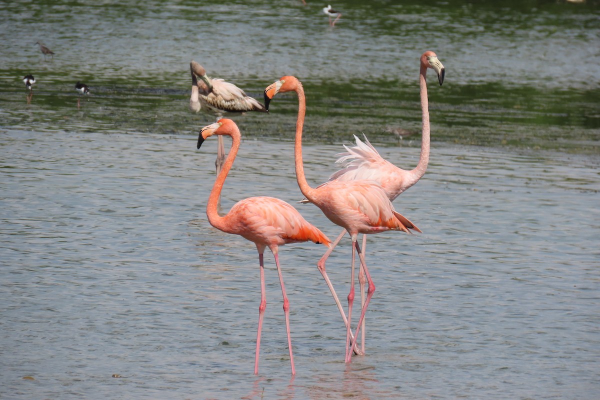 American Flamingo - ML623752891