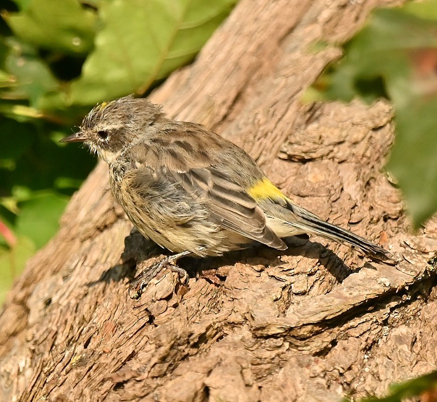 Yellow-rumped Warbler - ML623752892