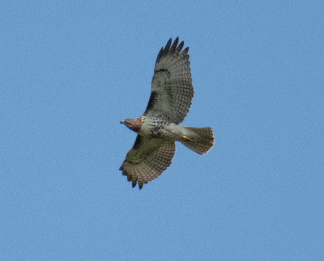 Red-tailed Hawk - ML623752930