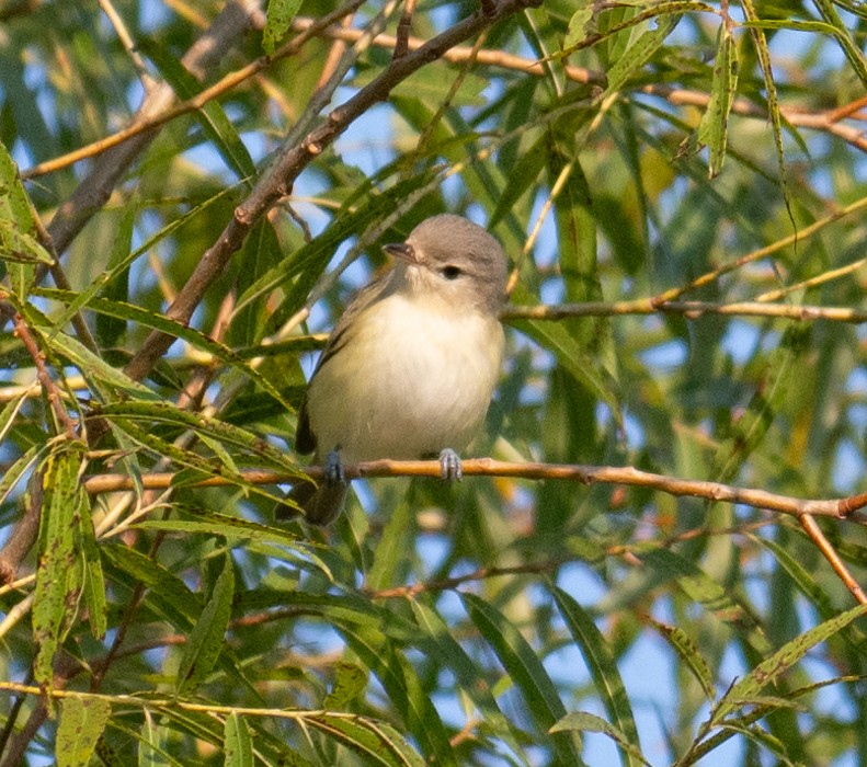 Warbling Vireo - ML623752942