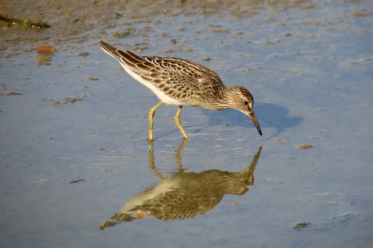 Pectoral Sandpiper - ML623752956