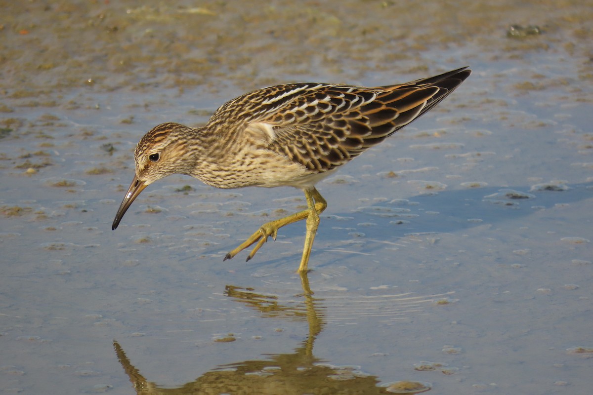 Pectoral Sandpiper - ML623752976