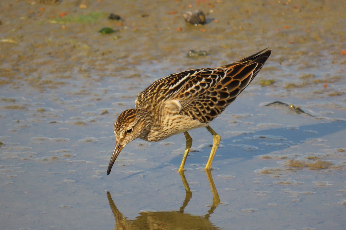 Pectoral Sandpiper - ML623752999