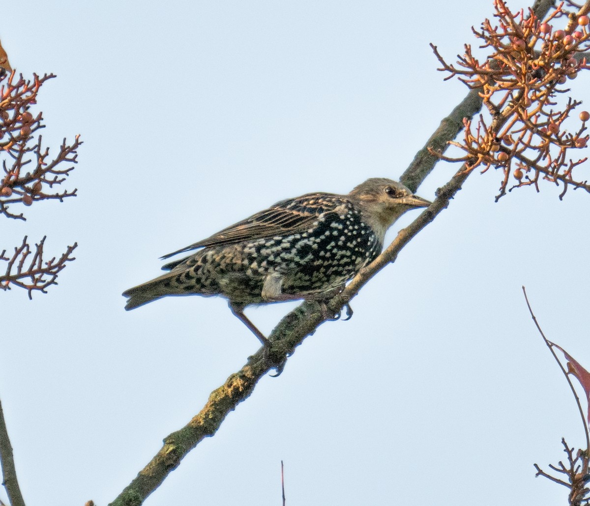 European Starling - ML623753002