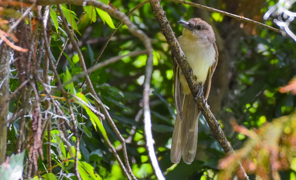 Black-billed Cuckoo - ML623753009