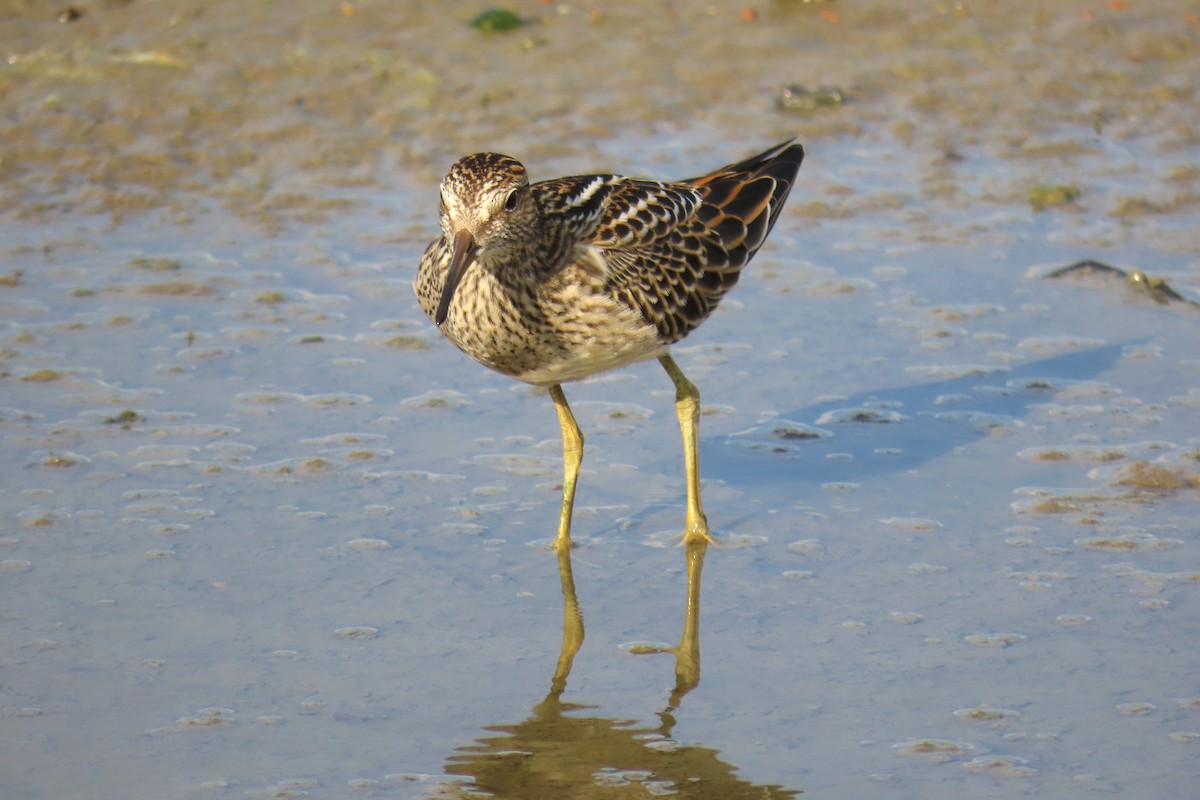 Pectoral Sandpiper - ML623753013