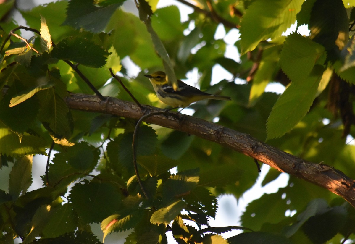 Black-throated Green Warbler - John Bates