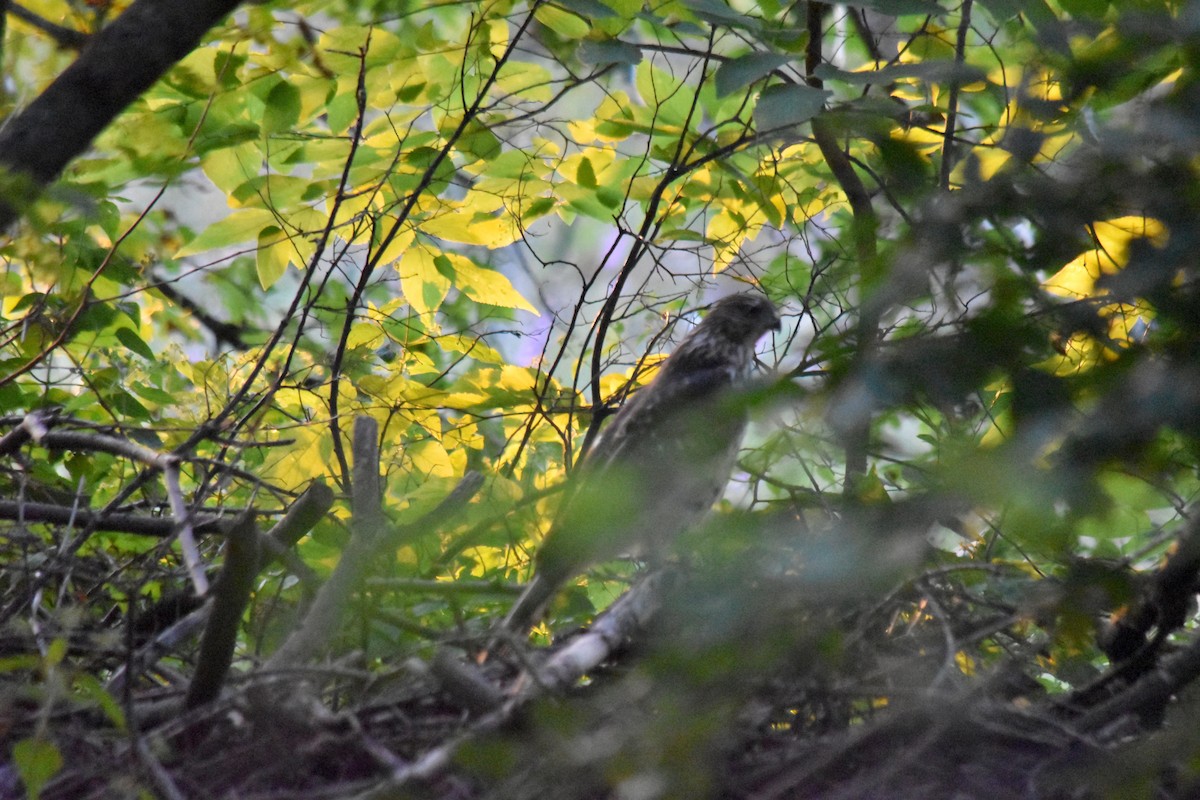 Cooper's Hawk - ML623753038