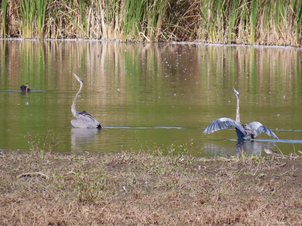 Great Blue Heron - ML623753039