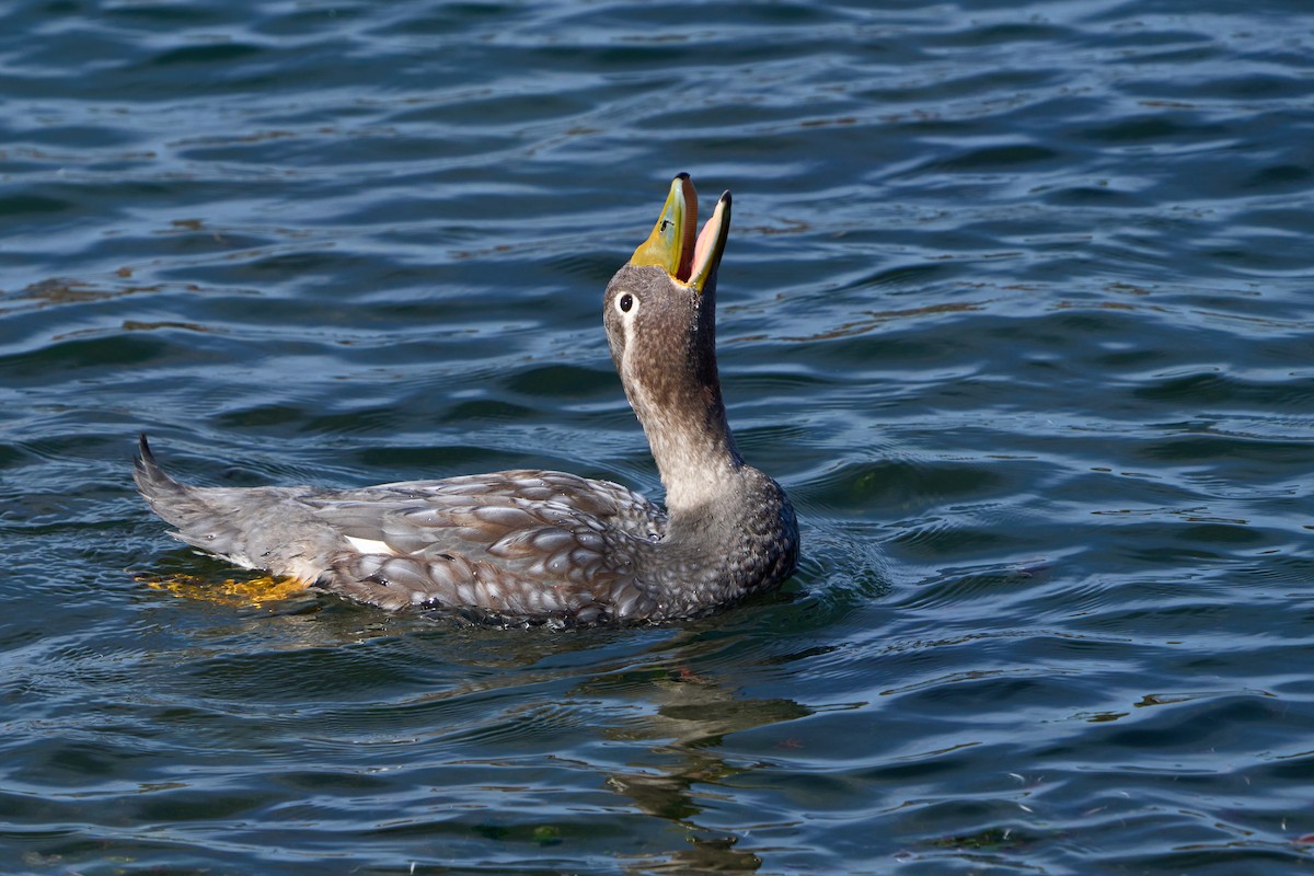 White-headed Steamer-Duck - ML623753094